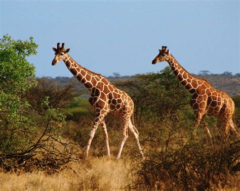 Animals Giraffe Giraffa Camelopardalis African Ungulates Mammal