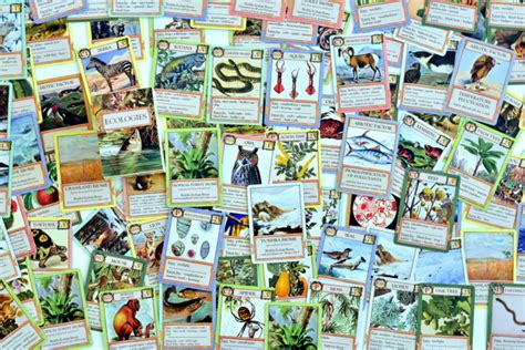 A toolkit for reinforcement learning in card games. *ECOLOGIES* Food Chain Card Game