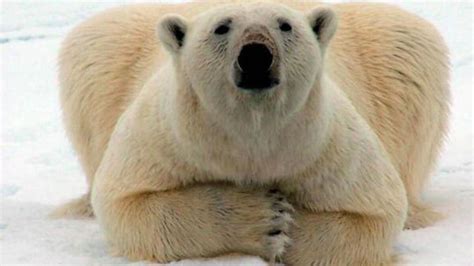 Research Suggests Polar Bear Numbers May Drop By A Third In 40 Years