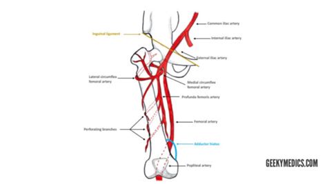 Arterial Supply Of The Thigh And Gluteal Region Geeky Medics