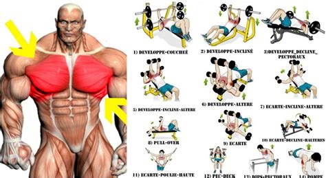 The Best Chest Workout For Mass Must Work The Different Chest Muscles All Bodybuilding Com