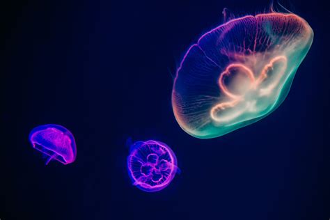 Three Multicolored Jellyfishes · Free Stock Photo