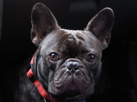 Cute French Bulldog Free Stock Photo Public Domain Pictures