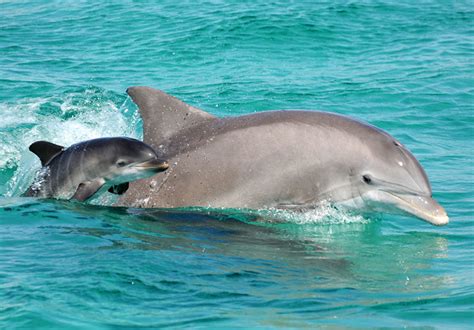 Gulf Of Mexico Oil Disaster Still Kills Dolphins