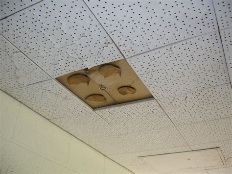 Because asbestos tiles were light and fire resistant. Ceiling Tile Asbestos Adhesive - Glue Pods | Non-asbestos ...
