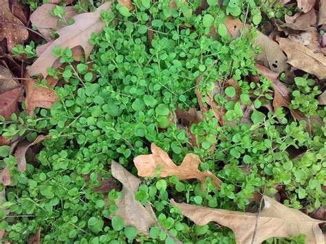Ground Cover Growing Wild In Tx In The Plant Id Forum