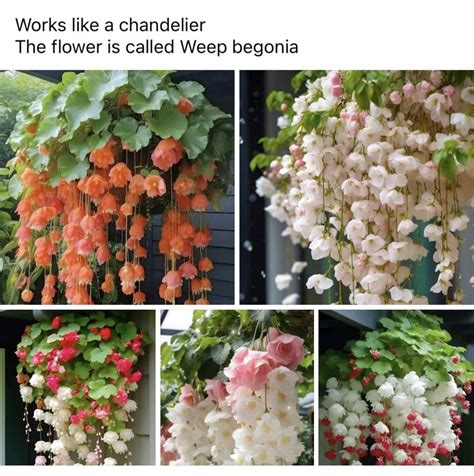 Weep Begonia In 2023 Pretty Plants Planting Flowers Garden Plants