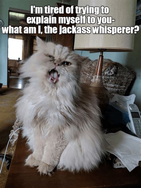 Mean Cat Makes A Point Meanly Lolcats Lol Cat Memes Funny