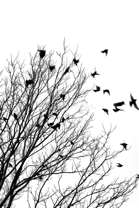 330 Tree Flying Away Birds Stock Photos Free And Royalty Free Stock