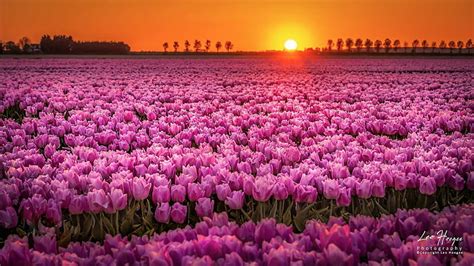 Hd Wallpaper Flowers Tulip Earth Field Pink Flower Sun Sunset