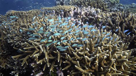 Some Coral Reefs Can Withstand Climate Change Thanks To Algae Npr