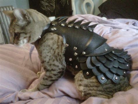 Prepare Your Cat For Battle With This Epic Suit Of Armor The Frisky