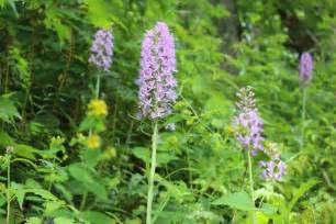 Rare Orchids Abound In Wvas Wild Places West Virginia Public