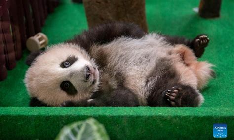 Malaysians Flock To National Zoo To See Giant Panda Cub Global Times