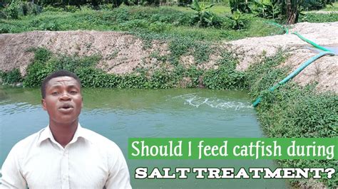 Can I Feed My Sick Catfish While Treating Them Catfish Farming In