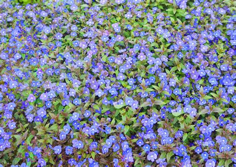 Free Photo Little Blue Flowers Bloom Blue Flowers