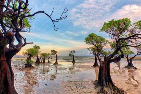 Discover The Fascinating World Of Mangroves Types Characteristics