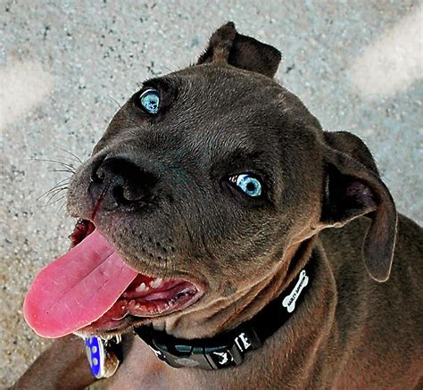 Blue Nose Pitbull Puppy Photograph By Rosemarie Guieb Fine Art America