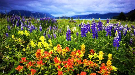 Download Landscape Mountain Close Up Spring Nature Flower Hd Wallpaper