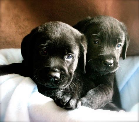 Puppy Black Baby Puppy Black Labrador Retriever Leafonsand