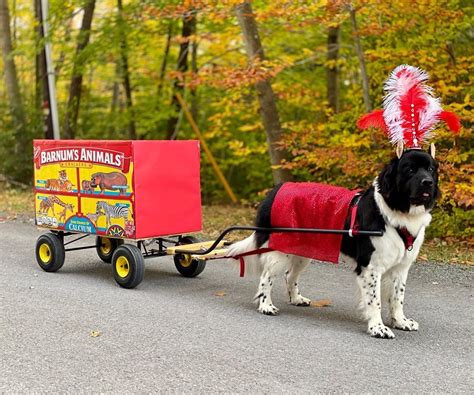 Newfoundland Dogs Dressed Up For Halloween In Amazing And Creative