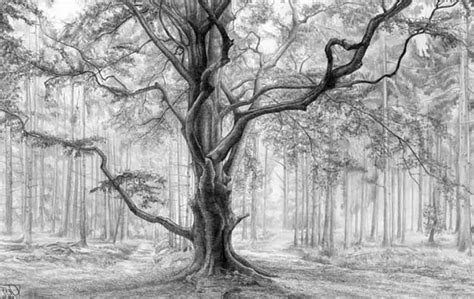 Pencil Drawings Of Nature Landscape Drawings Tree Drawing