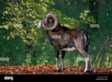 European Mouflon Ovis Gmelini Musimon Ovis Ammon Ovis Orientalis
