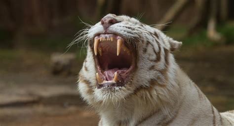 In winter however they kill animals every 4 to 5 days. What Do White Tigers Eat? | Reference.com