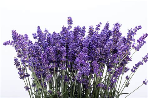 500 True English Lavender Vera Lavandula Angustifolia Vera Etsy Canada