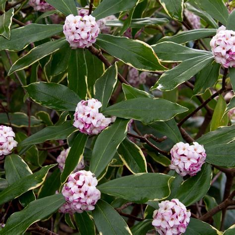 Flowering Shrubs And Bushes For Year Round Color Hgtv Flowering