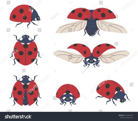 Insect Ladybug Set Seven Vector Beetles Stock Vector Royalty Free 1166026762