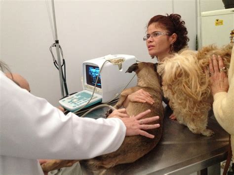Clínica Veterinária na Zona Sul Saúde Moema Dianas Pet 4