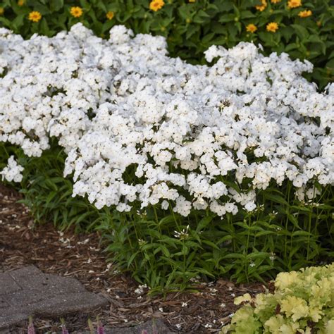 Phlox Opening Act White Buy Phlox Tall Garden Perennials Online