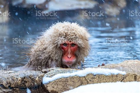 Japanese Macaque Or Snow Japanese Monkey With Onsen At Snow Monkey Park