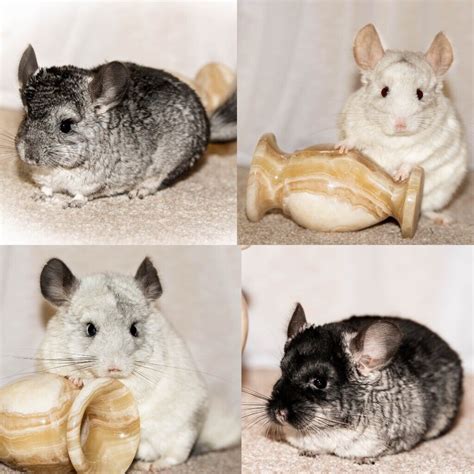 Chinchilla male babies 5-6 months for sale from £120 | in Aberdeen 