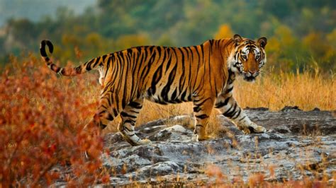 A Large Tiger In Bandhavgarh National Park Umaria Madhya Pradesh