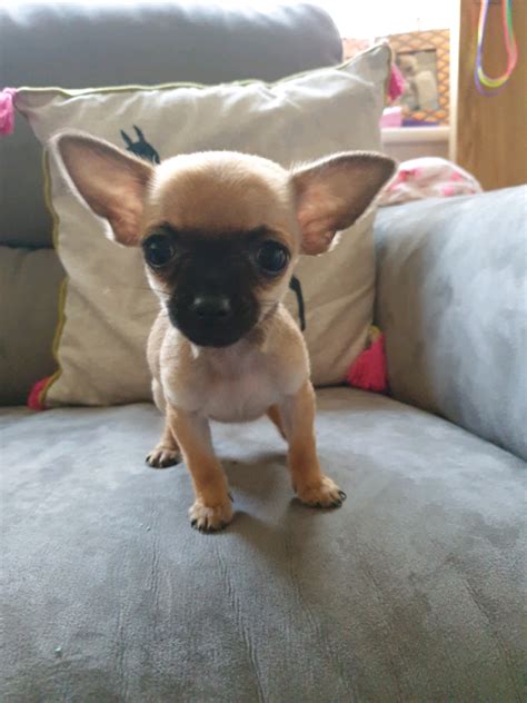 Pedigree Teacup Chihuahua Puppies For Sale Tiny And Ready To Leave Now