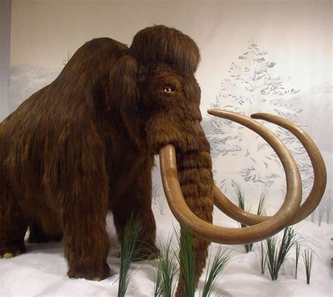 Woolly Mammoth Animal Wildlife