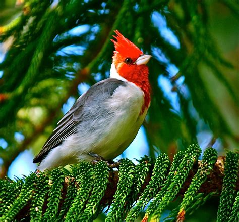 Red Crested Cardinal Hawaii Pictures