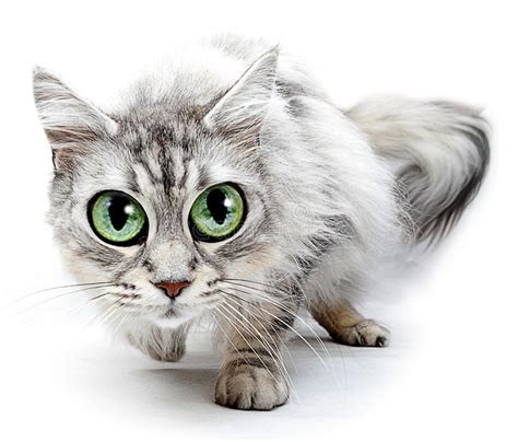Funny Cat With Big Eyes Stock Image Image 24243201