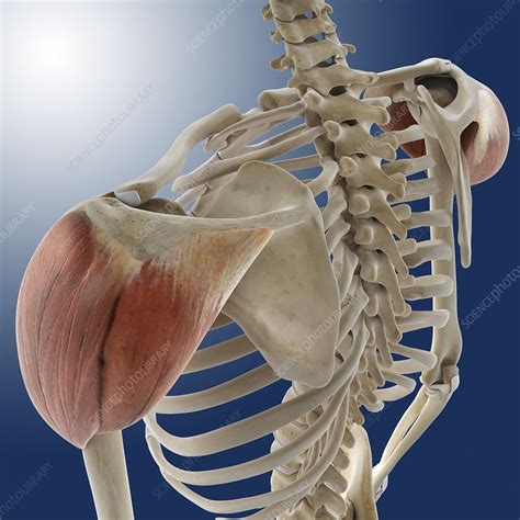 Deltoid Muscle Anatomy