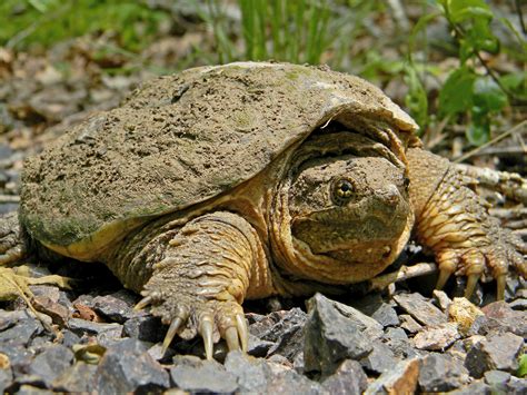 Delaware Urged To Ban Commercial Trapping Of Wild Turtles Center For