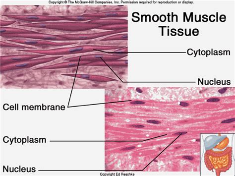 Smooth muscle fibers do not have their myofibrils arranged in strict patterns as in striated muscle, thus no distinct striations are observed in smooth muscle cells under the microscopical examination. Notez On Nursing....: Tissues: Muscle Types..........