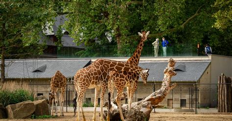 Antwerpia Bilet Wstępu Do Zoo Getyourguide