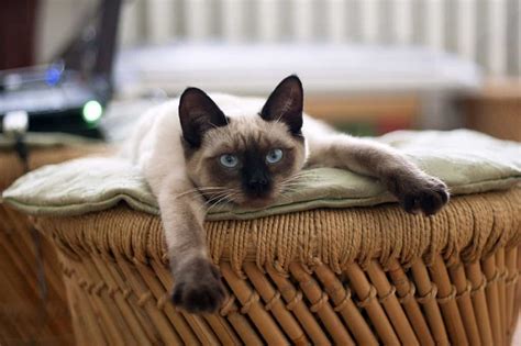 That's why here we leave you the best food for the house mascot. Best Cat Food for Siamese Cats - Fluffy Kitty