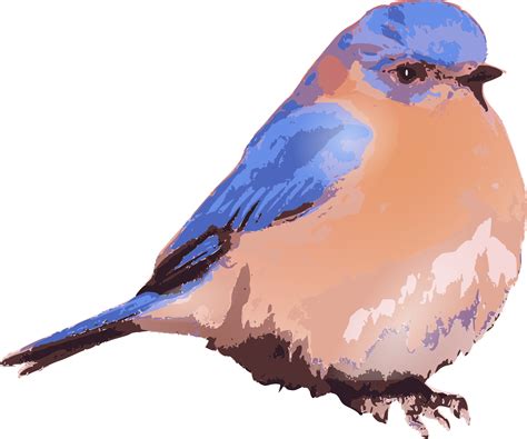Eastern Bluebird Bluebird Of Happiness Clip Art Blue Bird Png