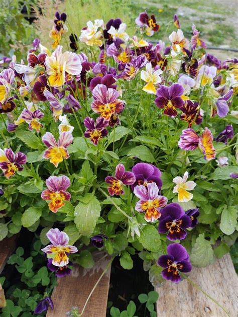 Brush Strokes Pansy Fedco Seeds