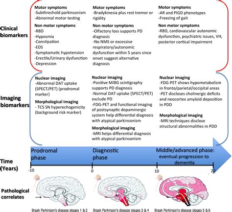 Parkinsons Disease Stages Timeline Minimalistisches Interieur