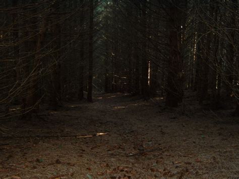 Dark Forest With A Few Gleams Of © Jim Barton Geograph Britain