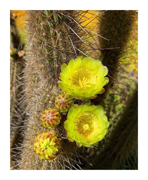 Common California Flowers Bergerocactus Emoryi Golden Snake Cactus